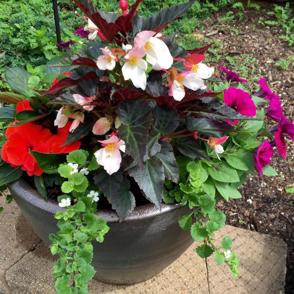 agricolaknows's tweet image. Scarlett's Passion™ to inspire you with #onestepstyle from #hgtvhome #hgtvhomeplants - What's your passion?