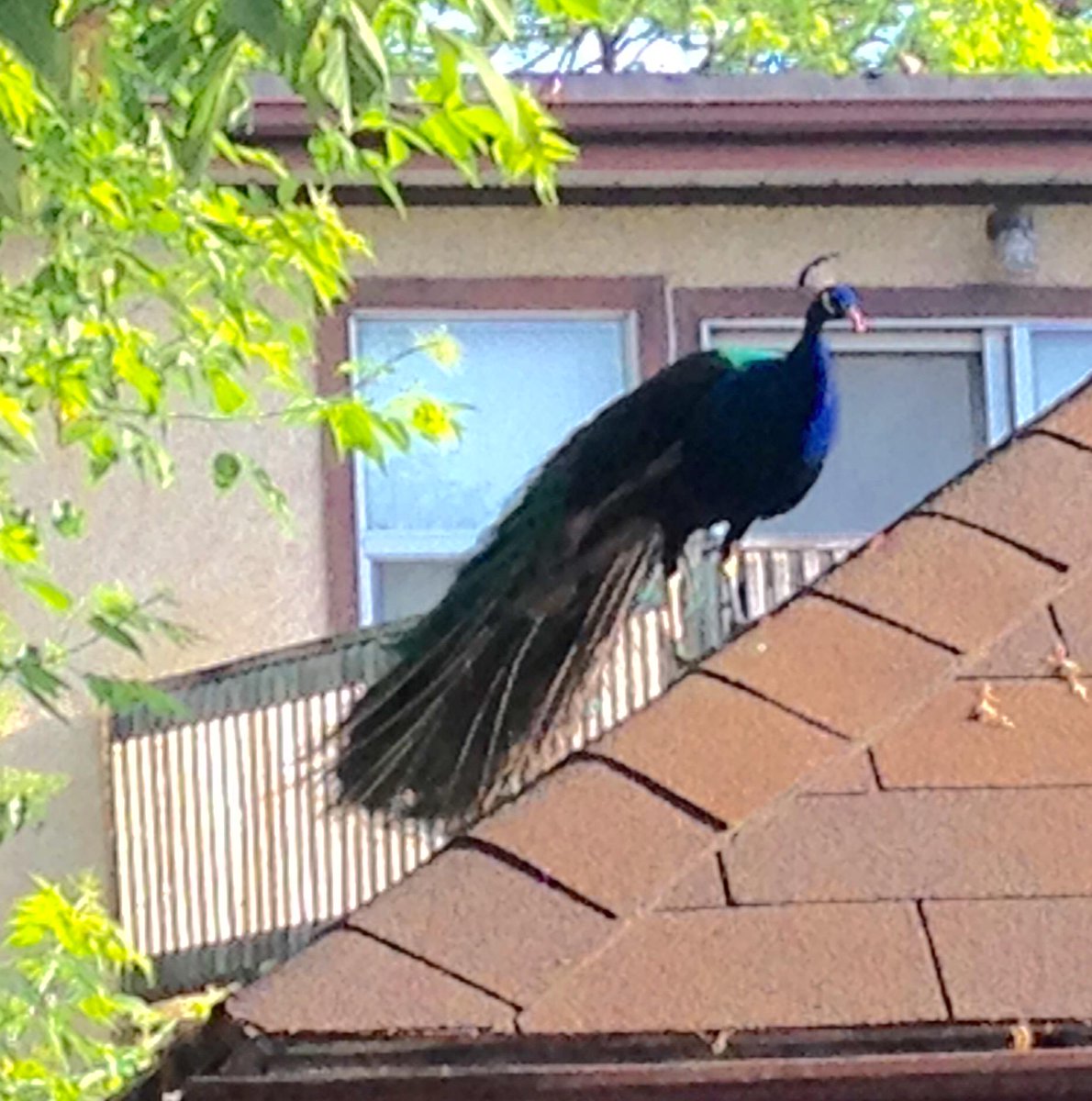 RMRA_TO's tweet photo. Peacock spotted in Galley Alley early this morning! http://t.co/mHL6MM2faY