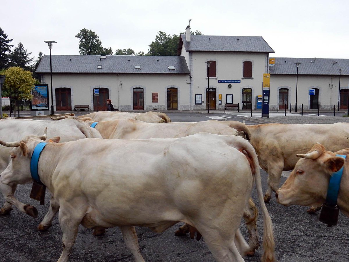BiarnToustem's tweet photo. #BÉARN - #TRANSHUMANCE DES #BLONDES DE #VERDETS À #SARRANCE  —  http://t.co/KdebkyLPYL http://t.co/rQN4fs65r6