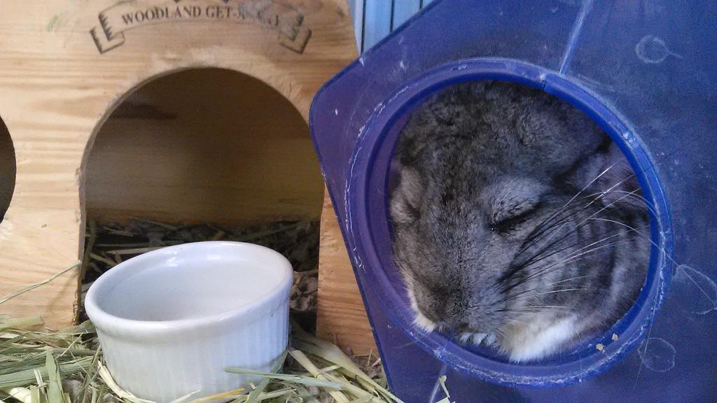 BunnyBunchFV's tweet photo. Meet Hurley the Chinchilla! He loves people and naps! #cute #chinchilla #BunnyBunch #ideaFM http://t.co/n5yjtxpoaa