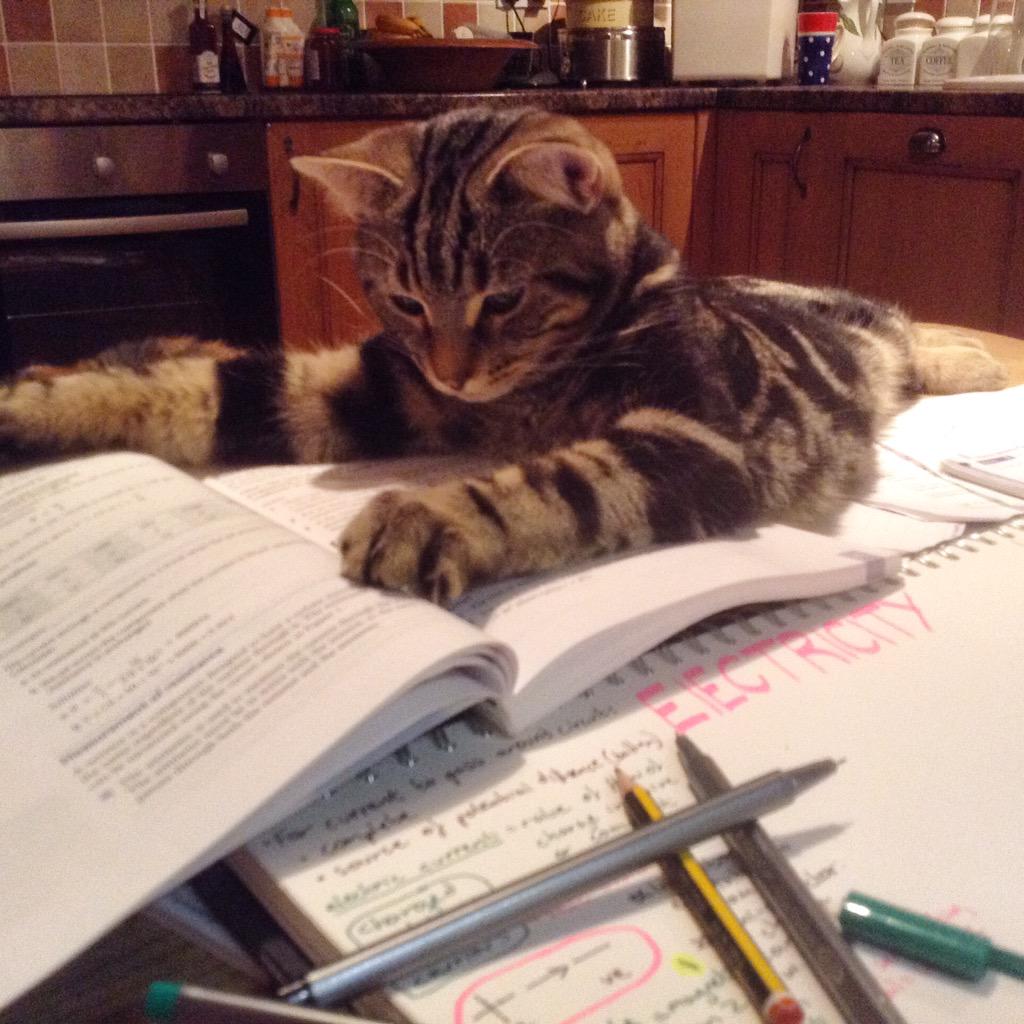 critchley_e's tweet photo. Thinks he is helping me! http://t.co/oPVMPJZQDK
