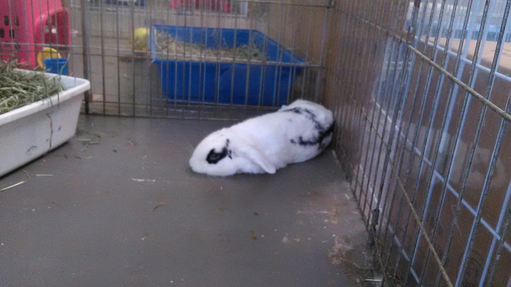 BunnyBunchFV's tweet photo. Meet Cowboy! He is super friendly and needs a home. #adopt #hewillbeyourfriend #BunnyBunch #ideaFM http://t.co/v0eWCTI7oy