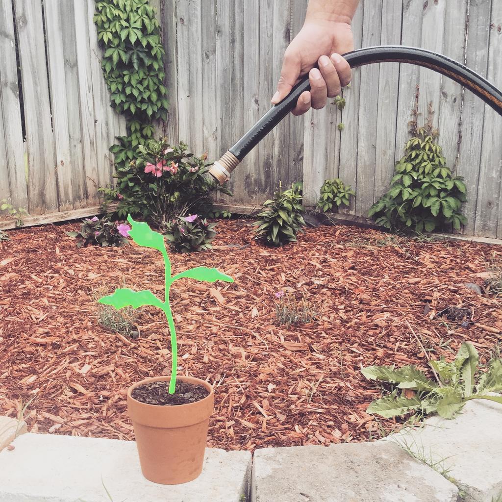 SeedlingM's tweet photo. Happy Water your Seedling Day!
#Seedlingmg #Marketing #WaterAFlowerDay http://t.co/WPFBATKN65