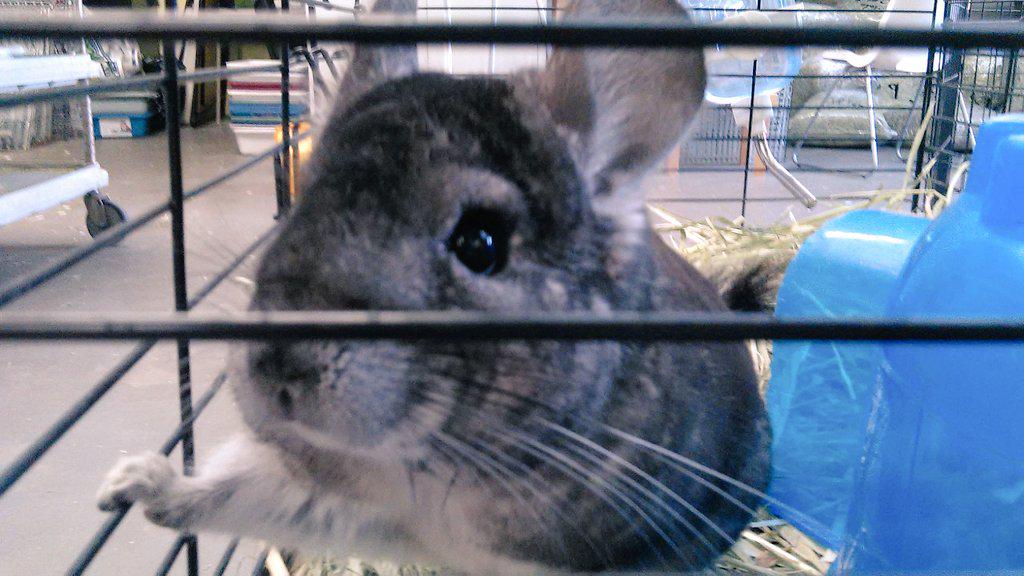 BunnyBunchFV's tweet photo. Just met Roo and he's adorable!!! Rescued on Thursday and now at Bunny Bunch! #newchinchilla #adopthim #ideaFM http://t.co/UAeB9fvGTZ