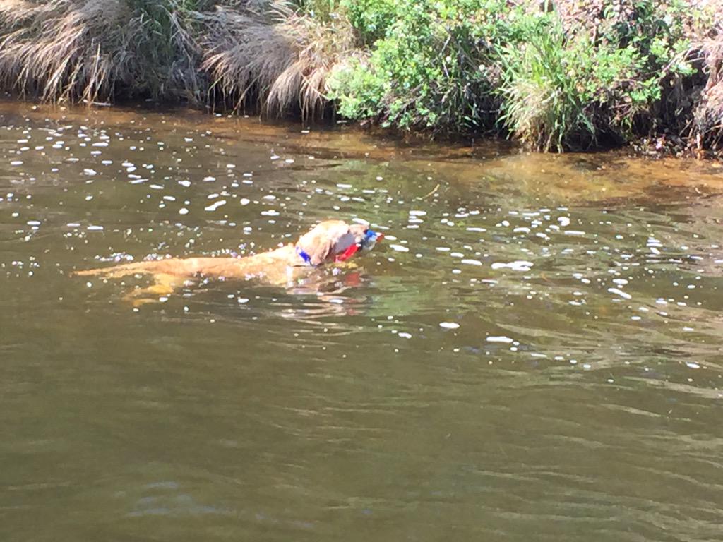 labeaver03 tweet media