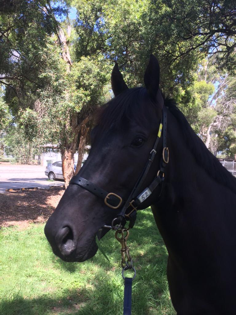 scottpotts8's tweet photo. @ChampionTbreds @PrideRacing So proud of this bloke great prep my boy enjoy your break champ#kenny#kuro#superstar http://t.co/KV4pTKS5Or