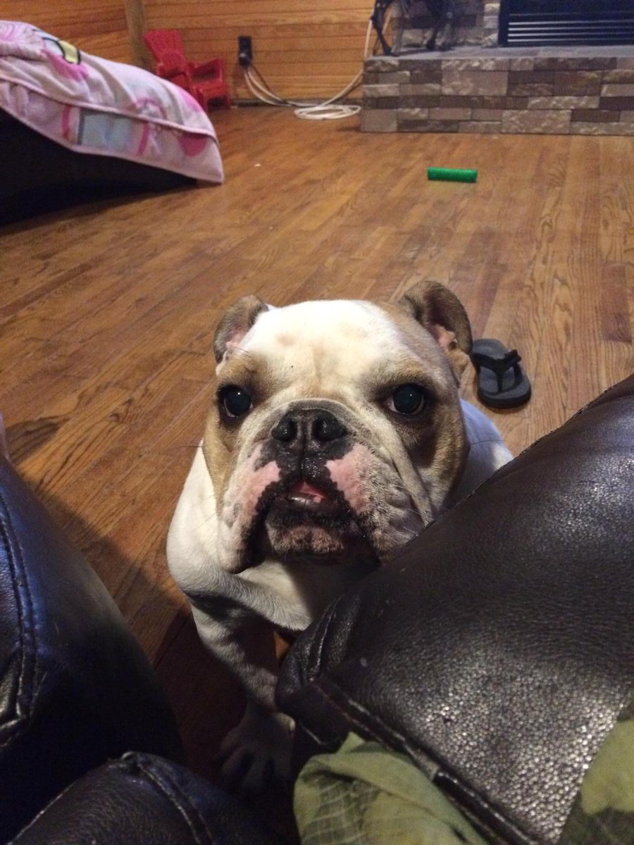 CooperBulldog's tweet photo. #whatsup http://t.co/hhDU9SuBrh