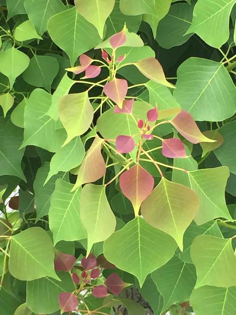 ちえみ 805a74df50ca4ed はい 色づく葉っぱを上から観察出来て良かったです おやすみなさい 彡