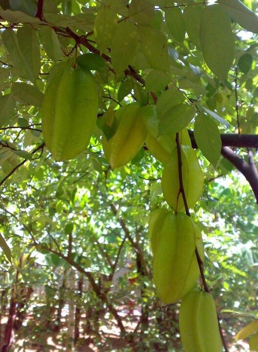 tanmonyphal's tweet image. Where can i buy it ? :)