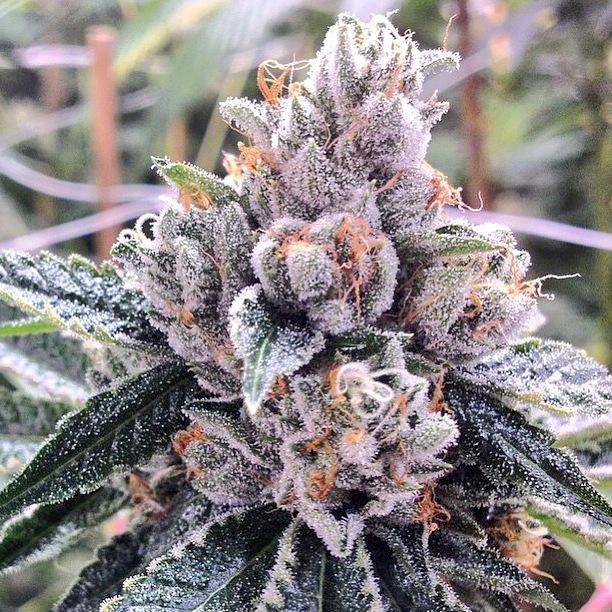 Dabsamakerdance's tweet photo. @TheSativaDivas KosherKush💚💨 http://t.co/pxtyhpkpzT