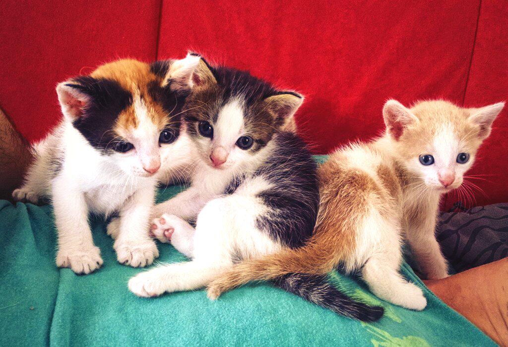 Giviluca's tweet photo. #Gaticos bebes muy listos y preciosos en #adopcion. Se envian a cualquier parte de #Colombia. Estan en #SantaMarta. http://t.co/38DJikCiZt