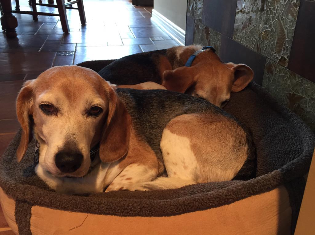 JudetheBeagle's tweet image. #bedproblems 🐶🐶 @OrvisDogs