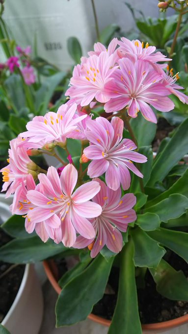 冬も屋外ok レウイシアとは その育て方や冬越し 花がら摘みについて 植物のタナログ