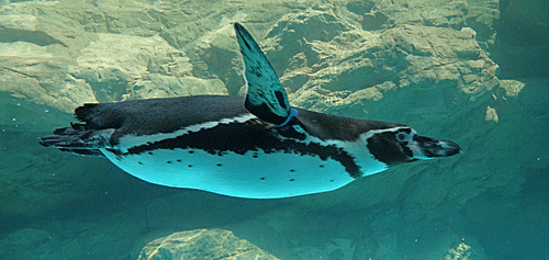 アクアワールド茨城県大洗水族館 いつもは海風が涼しい大洗ですが 今日は暑い こんな日は 水中を泳ぐフンボルトペンギン 達がちょっぴりうらやましいです 飛ぶように泳ぐかっこいい姿に ぜひ注目してみてくださいね Http T Co Bsvkwqbhzg Twitter