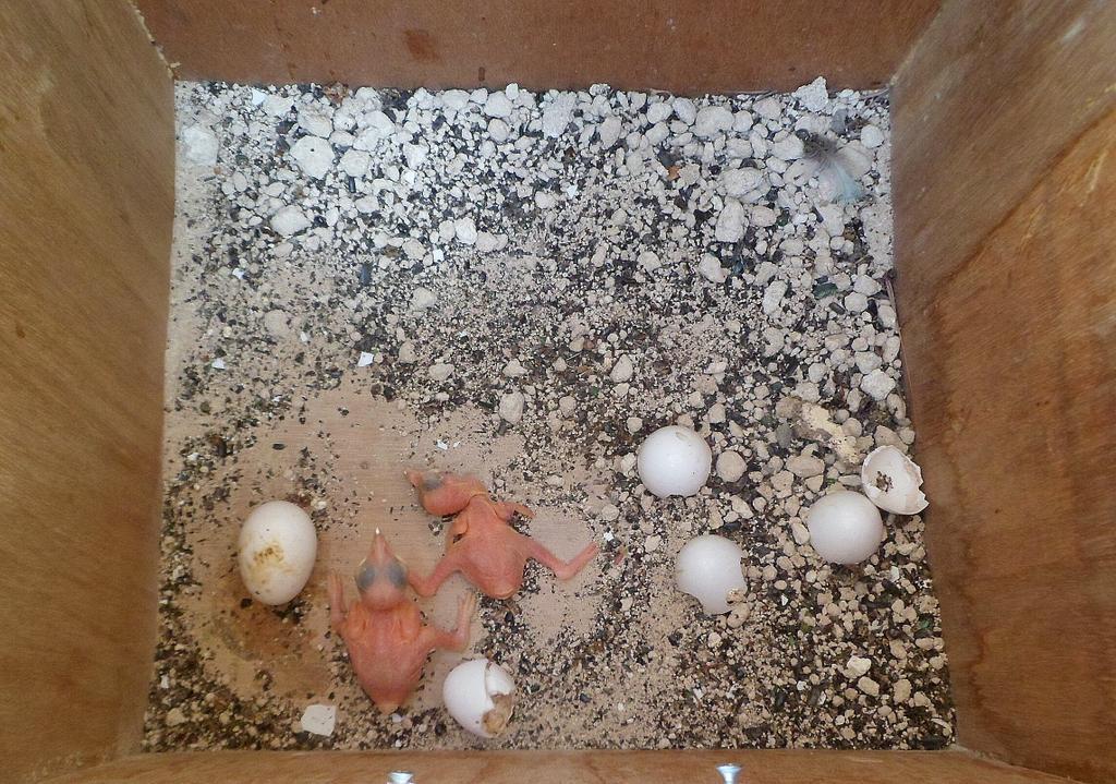 beardybirder's tweet image. Roller chicks hatched today in our Cypriot nest boxes for the first time! #rollerresearch #longtimecoming