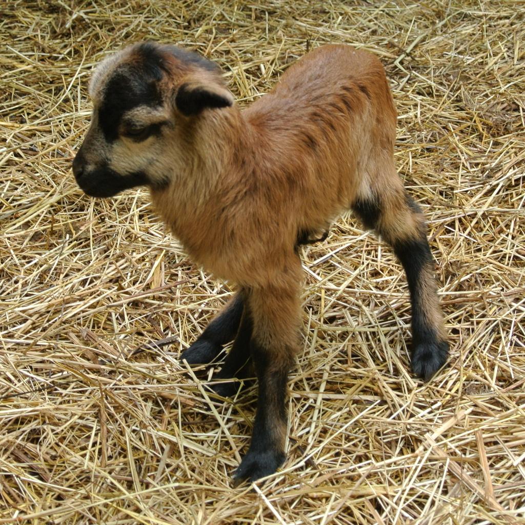TiergartenFulda's tweet photo. Nachwuchs bei den #Kamerun Schafen. Bitte nicht streicheln sonst wird es von der Mutter verstoßen #tiergarten #fulda http://t.co/bhQ3okL07o