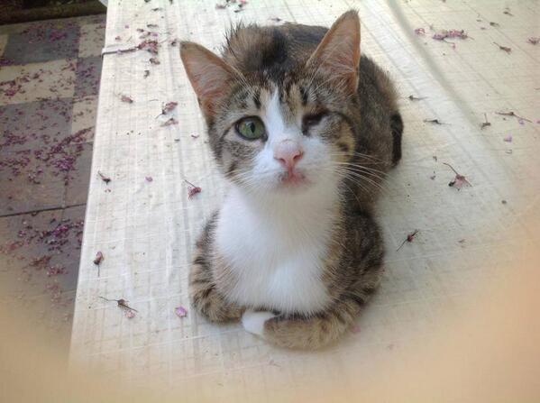 HergunYeniBilg's tweet photo. Eger sokakta gozleri iltihapli kedi gorurseniz Opticlox goz merhemi 3 gunde bir uygulayin.yoksa kör oluyolar. http://t.co/RMUwQjDiIB
