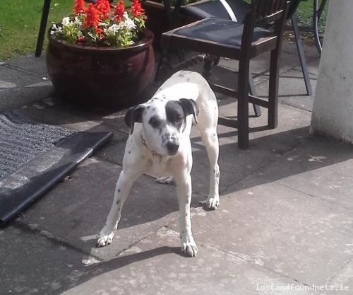 A male dog was lost on 17/05/2015 in Croagh Patrick, #Westport lostandfoundpets.ie/fzxf5u #lpie