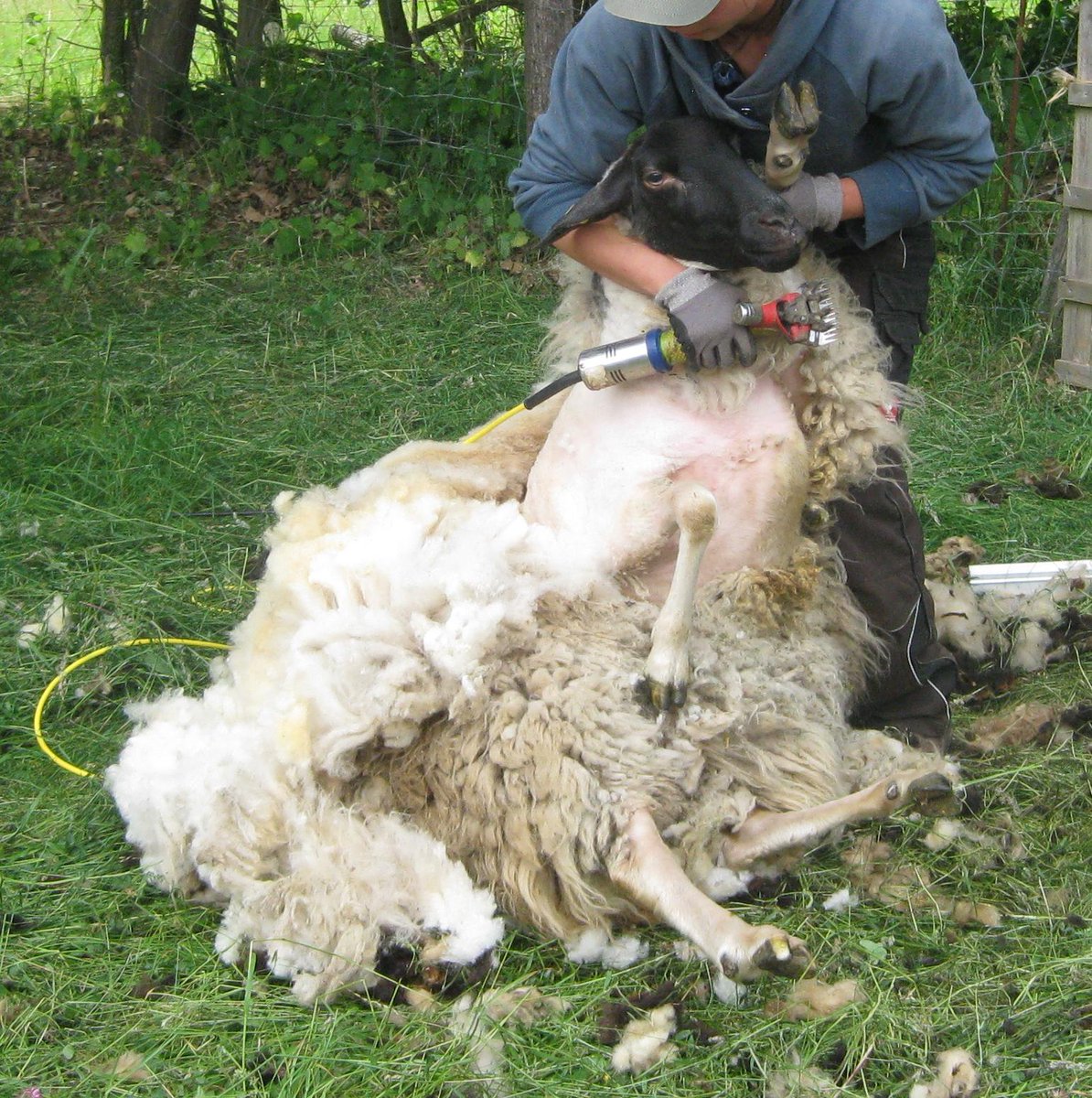 3mausimhaus's tweet image. Er kuckte etwas dumm aus der (Noch) Wäsche.. #Sheepcontent @Tmrw_can_wait