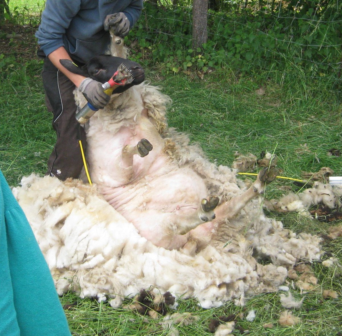 3mausimhaus's tweet image. Tja, und jetzt rächen sich die extra Zuckerprimeln figurtechnisch. #Sheepcontent @Tmrw_can_wait