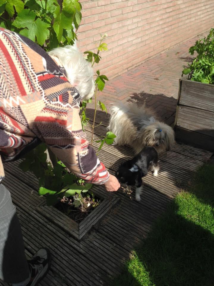 kira_the's tweet photo. De honden op de #tweetup2015 hebben genoten van de koekjes van @AmmysDelight ! Bedankt! 💙 http://t.co/ksCnu6ZOki