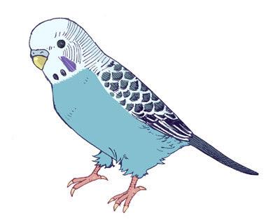 インコかわいいのtwitterイラスト検索結果 古い順 インコかわいいのtwitterイラスト検索結果 古い順