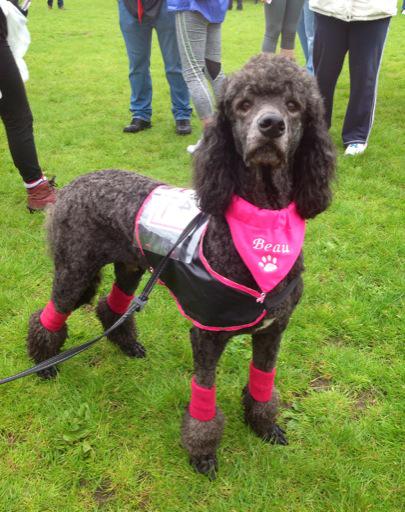 HeartWales's tweet image. Here's Beau at #Bridgend‘s @raceforlife @CRUKEventsWales. He's joined the #PINKARMY, have you?