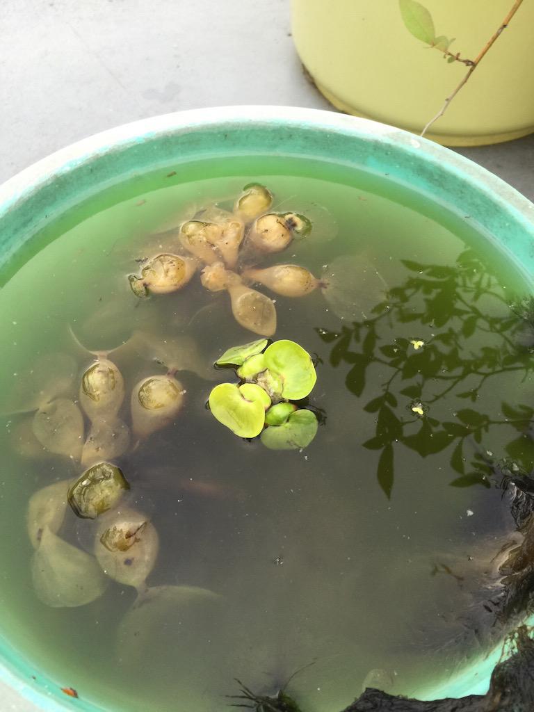 Y N ウチのビオトープ 蚊対策のためメダカを放っている 課題は水質で 最強レベルの浄化能力 を持つ ホテイアオイ を投入 去年も威力を発揮したが株は冬が越せず枯れてしまい今はタニシ ホテイアオイに寄生していた模様 の餌 エコサイクルだな Http Y N ウチのビオトープ 蚊対策のためメダカを放っている 課題は水質で 最強レベルの浄化能力 を持つ ホテイアオイ を投入 去年も威力を発揮したが株は冬が越せず枯れてしまい今はタニシ ホテイアオイに寄生していた模様 の餌 エコサイクルだな Http