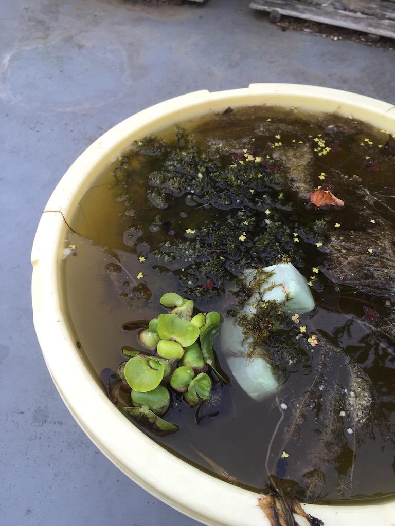 Y N ウチのビオトープ 蚊対策のためメダカを放っている 課題は水質で 最強レベルの浄化能力 を持つ ホテイアオイ を投入 去年も威力を発揮したが株は冬が越せず枯れてしまい今はタニシ ホテイアオイに寄生していた模様 の餌 エコサイクルだな Http Y N ウチのビオトープ 蚊対策のためメダカを放っている 課題は水質で 最強レベルの浄化能力 を持つ ホテイアオイ を投入 去年も威力を発揮したが株は冬が越せず枯れてしまい今はタニシ ホテイアオイに寄生していた模様 の餌 エコサイクルだな Http