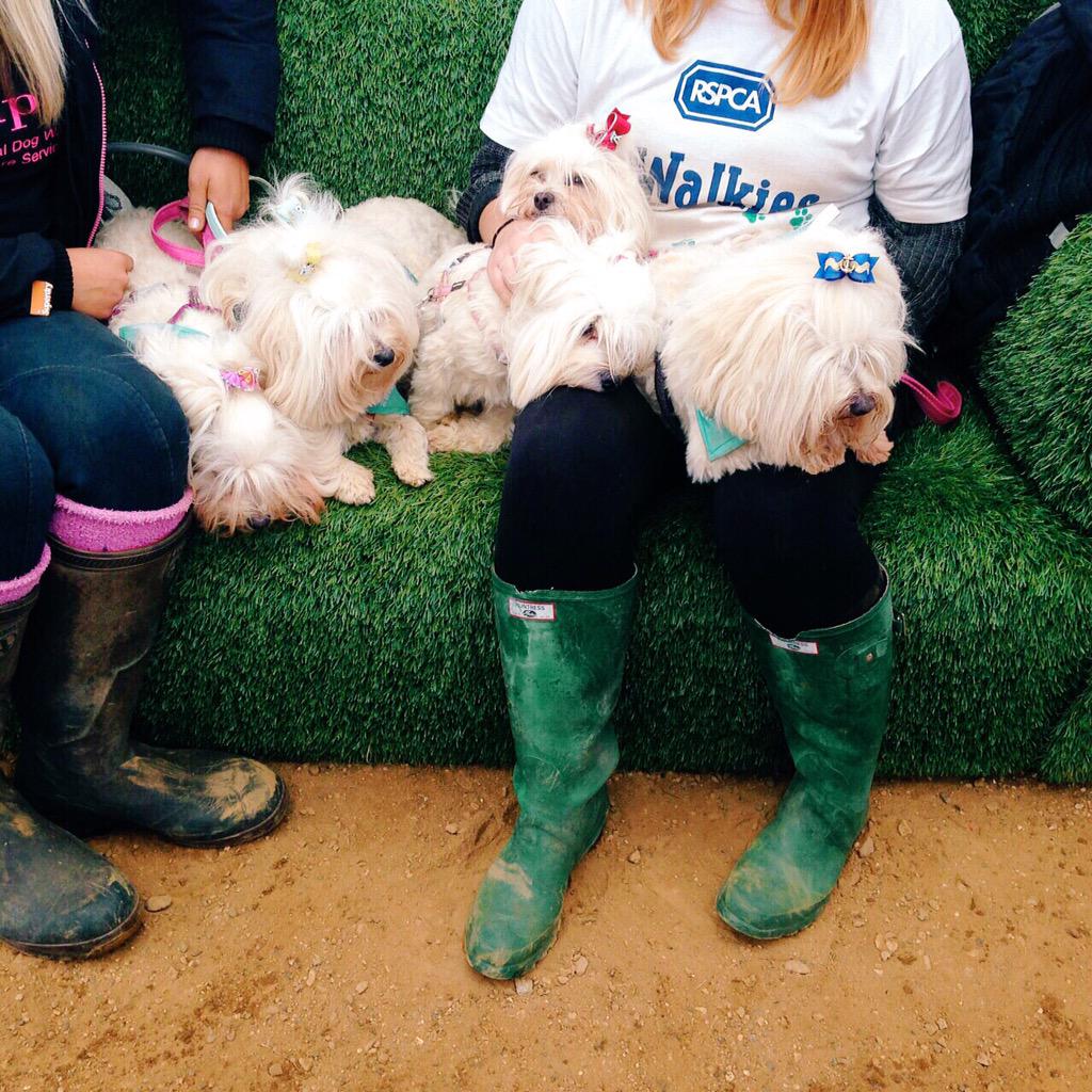 jaiamg's tweet photo. I got to meet the famous SJ pooches! They are so well behaved &amp; super cute😊💕 @JonathanJoly @AnnaSaccone @sinamaltese http://t.co/WqQO5uRdtV