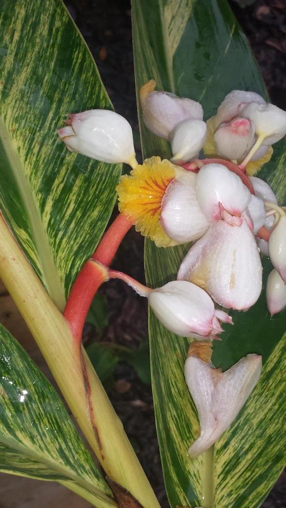 EarthandSol's tweet image. Beauty in the mist of Texas rain. #earthandsol