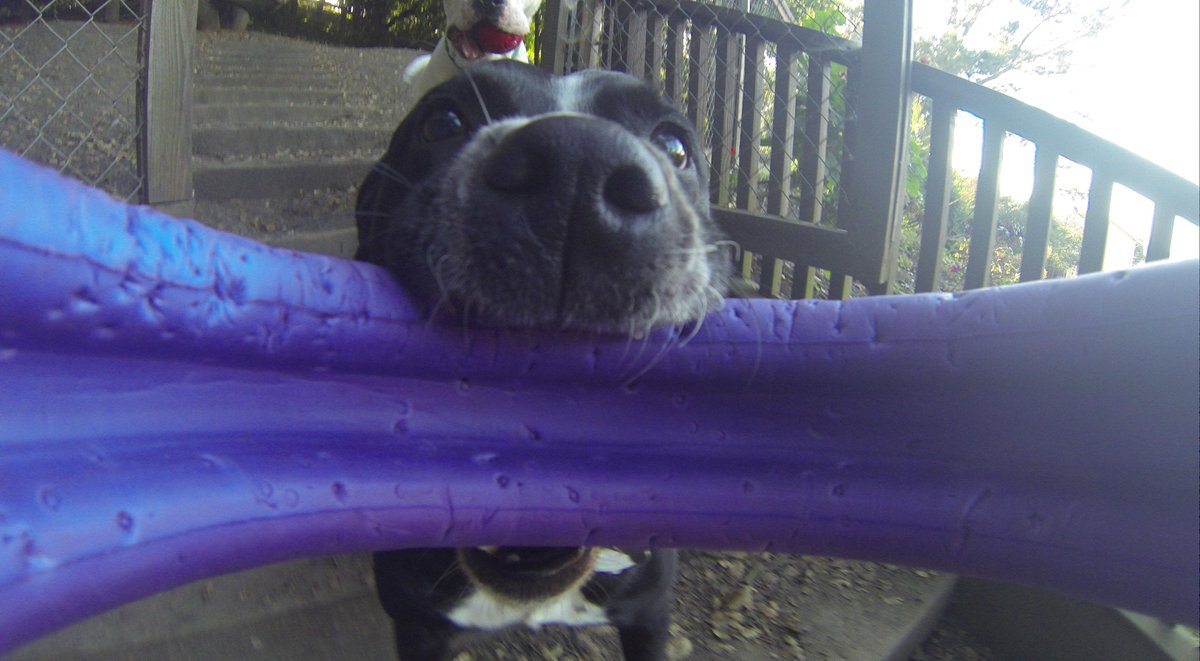 GoProCharlie1's tweet photo. @coconut_cam #coconutcam #pitbull #dogtoycam #gopro #goprodogs #goprodogvideos #quirkeley #bayareadogs http://t.co/2xMbtRGqDW