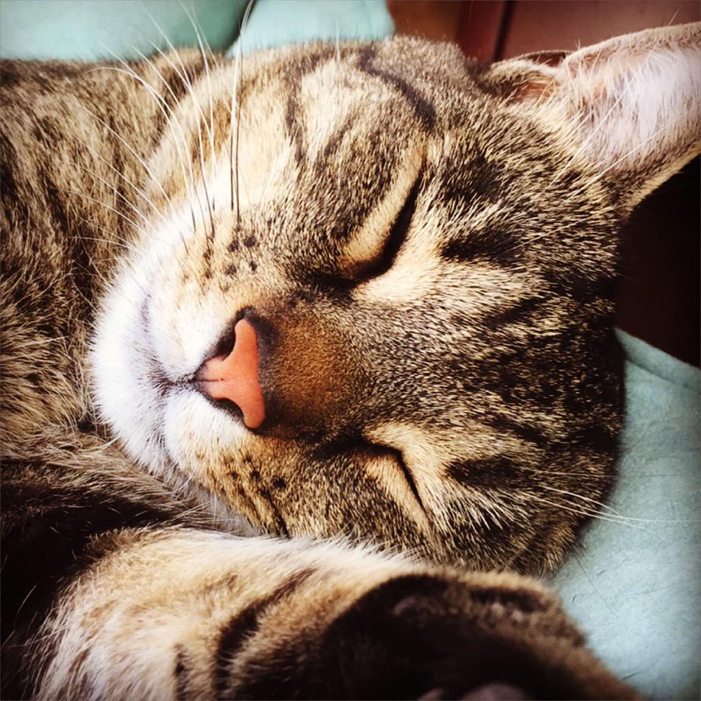thecatGibson's tweet photo. Having a Sunday snooze 😸 http://t.co/jiowRpwUNS