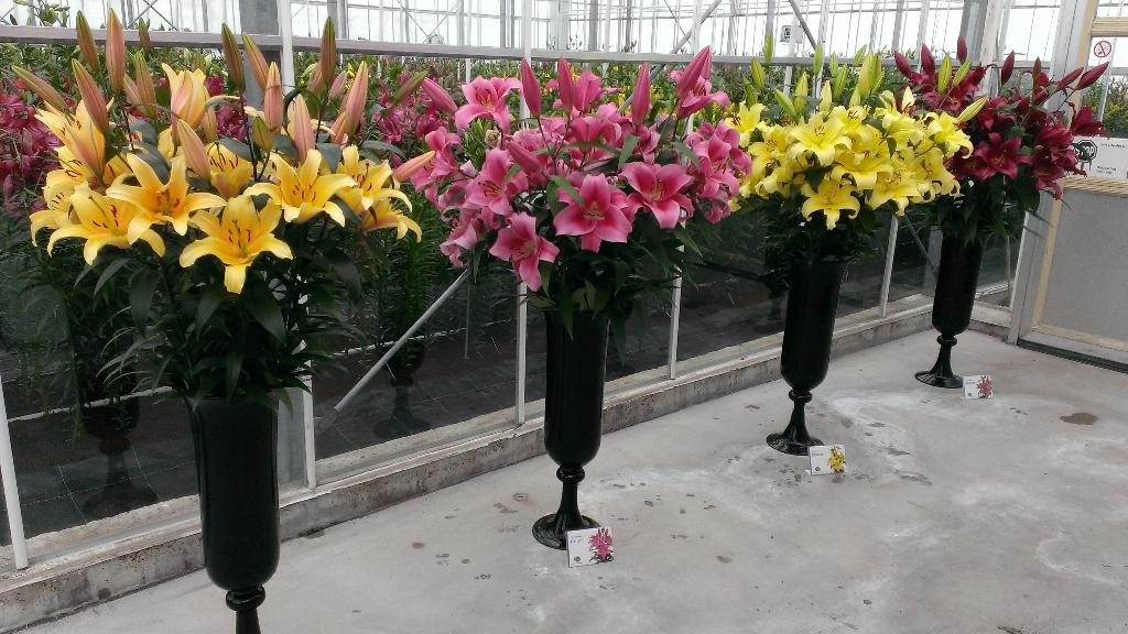 CorBteC's tweet image. OT's en meer op het hoogste niveau.#Makbreeding #Lelieteelt #DLD