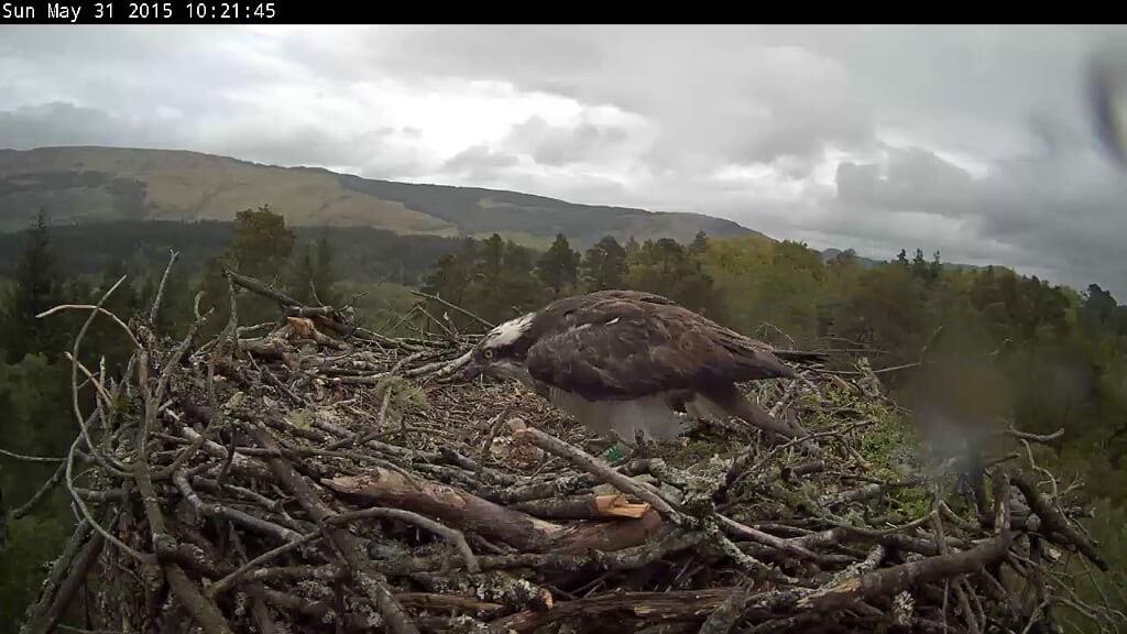 First chick hatched yesterday on Katrine&amp;Drunkie's nest!