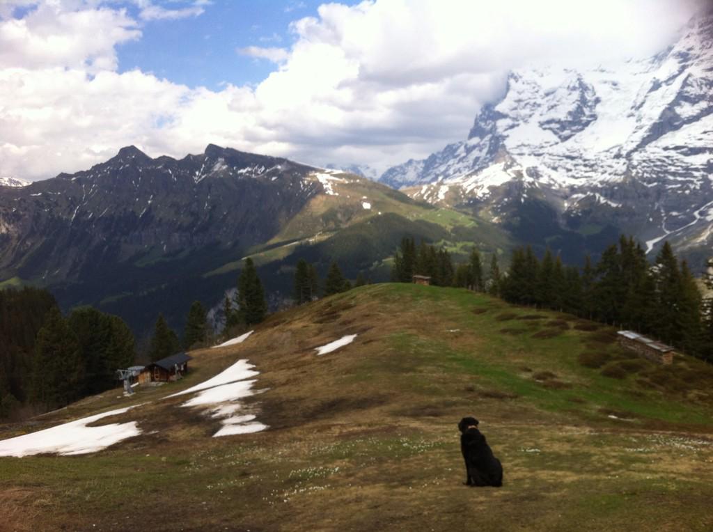 DER_Labrador's tweet image. 18 Kilometer gewandert und dann ist das Bergrestaurant zu!  Aber der Ausblick wars wert! #eiger
