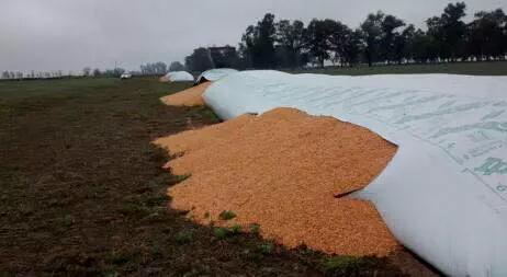 ADN_Rural's tweet photo. Rompieron 50 silobolsas en Córdoba. Esto no es casualidad, es mucha maldad @AteneosCRArg @estoyconelcampo @MinAgriCba http://t.co/tFZKcRo4YC