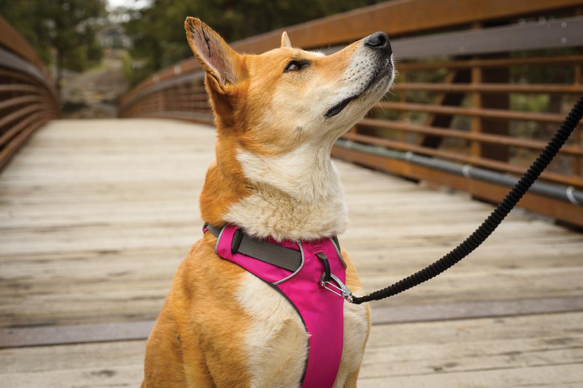 Check out our range of Dog Harnesses, including the best selling Ruffwear Front Range harness. bennythedog.co.uk/dog-harnesses/