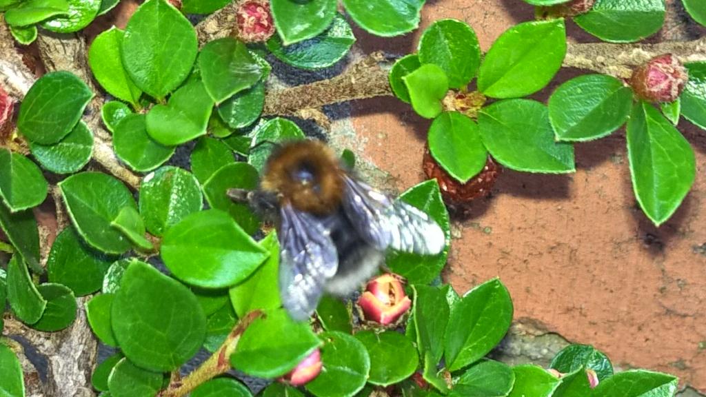 linny_jb's tweet photo. #30DaysWild @30DaysWild
#BeeKind #CotoneasterHorizontalis alive with #Bees; Gr8 4 #Nectar
#Autumn #Berries 4 #Birds
http://t.co/btqooGFrwr