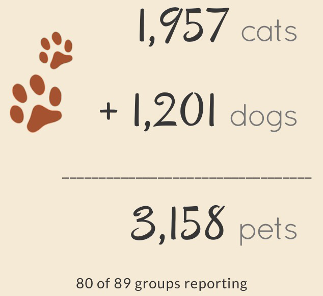 MaddiesFund's tweet photo. 3,158 adoptions yesterday! We’re paying your adoption fees today #ThanksToMaddie! Where, how: http://t.co/1aaTHHmob6 http://t.co/fXJbtjPHVu