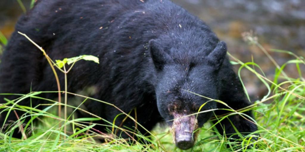 CBCToronto's tweet image. HAPPENING NOW: @YRP are looking for a black bear spotted in the Davis Dr. &amp;amp; Leslie St area of #Newmarket #cbcTO