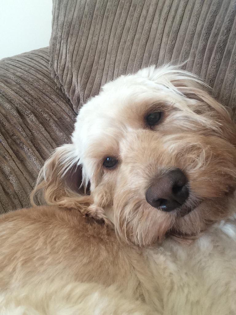 teddyockapoo tweet picture