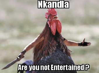 BaziltheBulldog's tweet photo. Sundays at Nkandla are for Security Chicken Gladiator fights. #SecurityChicken #NKandla http://t.co/2OhdXLDXRL