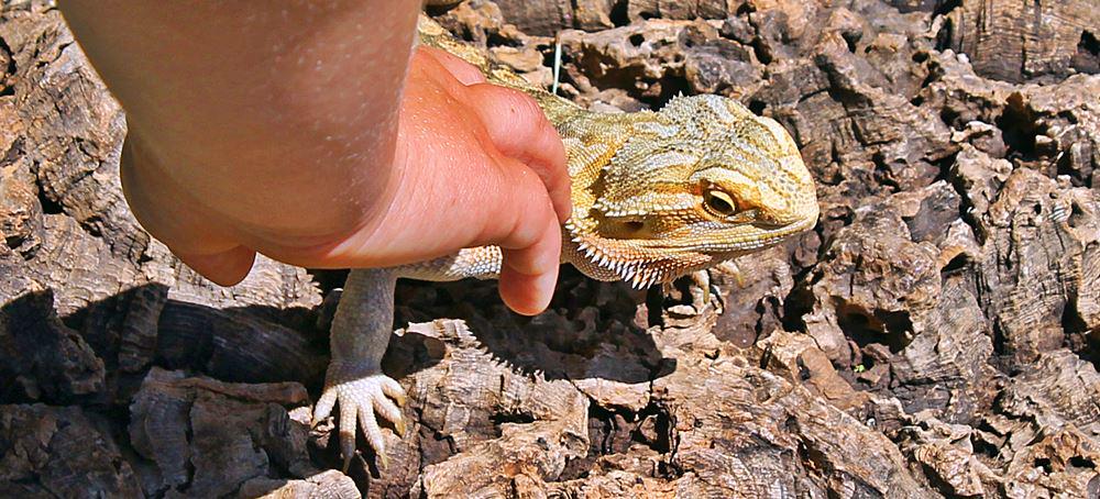 ROUTz Niagara tweet media