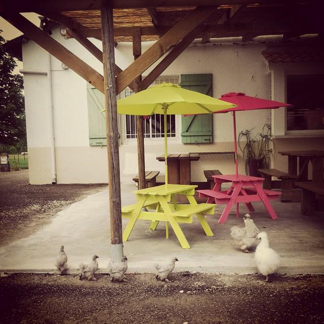 Les #poules, #poussins du #museeetfermedupruneau profitent de la terrasse et accueillent nos clients à #merveille ;)!