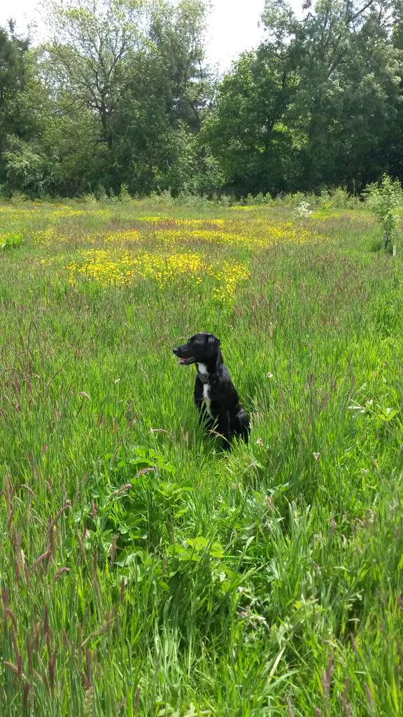 Martharebeccat's tweet photo. Summer meadow - beautiful in the sun shine http://t.co/UQ9zuX5mk9