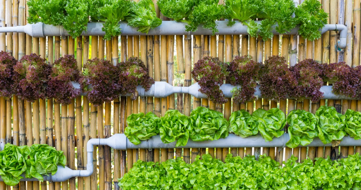 SeedlingComm's tweet photo. “@RevNashville: If you're lacking garden space, look at this! https://t.co/q2b1moPFd0 http://t.co/twGINy1iV2”
