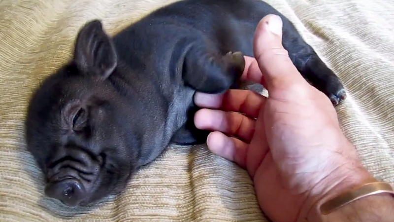 someecards's tweet photo. ICYMI: Video proof that every animal species loves a belly rub. http://t.co/nE1tybxYbk http://t.co/MUdqvl4VHb