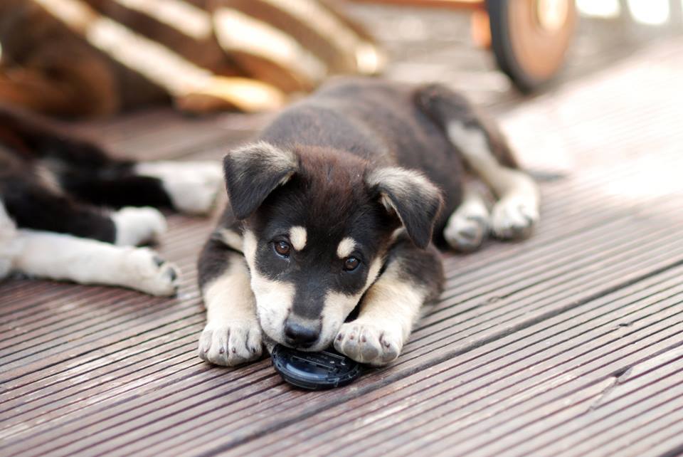 NLFAEU's tweet photo. Jack`s a 3 months old #puppy, friendly &amp; very cute! For adopting or sponsoring this cute boy, please contact @NLFAEU http://t.co/9z6Cm4MnwF