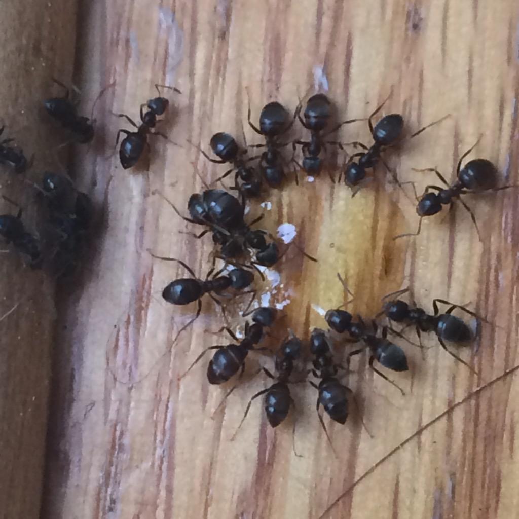 kevinbubbles's tweet image. Eat that sweet sugary poison you dang ants.  #AntProblems